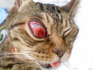 猫の右眼球摘出手術