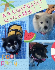 ドッグプール